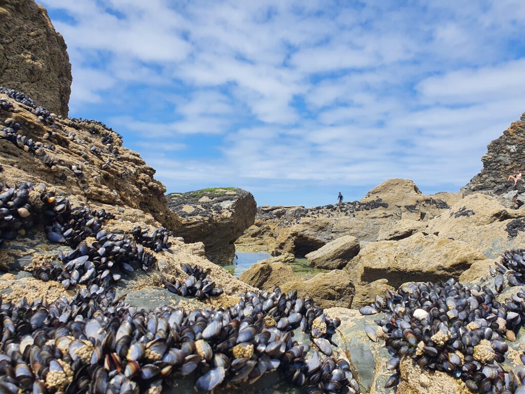 Porthtowan rock pools, Cornwall